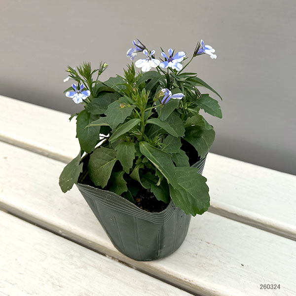 ロベリア：ジャンヌ　シズク3.5号ポット