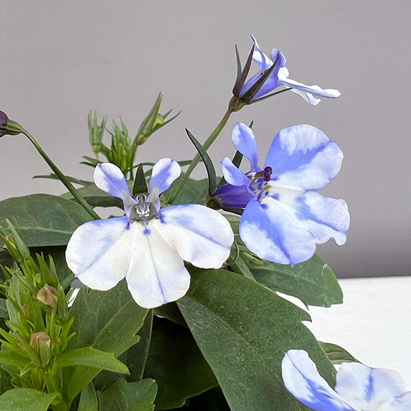 ロベリア：ジャンヌ　シズク3.5号ポット