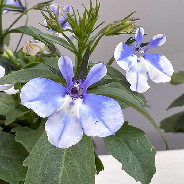 ロベリア：ジャンヌ　シズク3.5号ポット