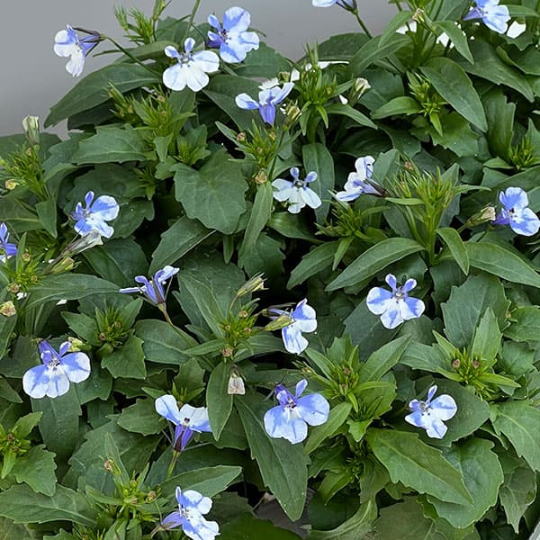 ロベリア：ジャンヌ　シズク3.5号ポット