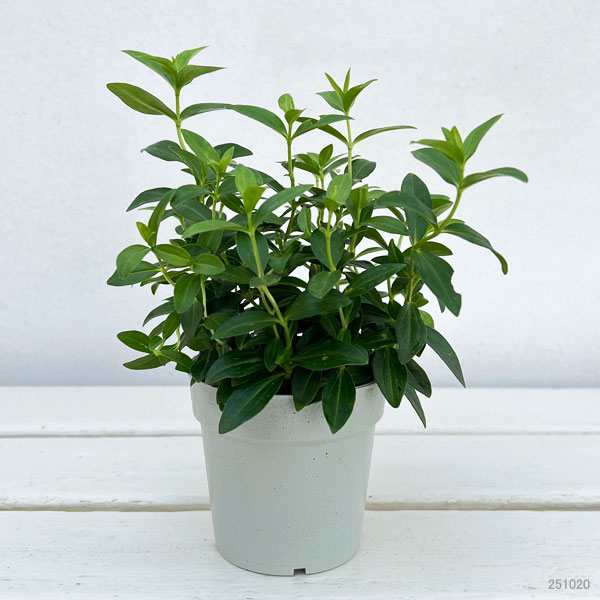 リンドウ：ヒメリンドウ2.5-3号ポット