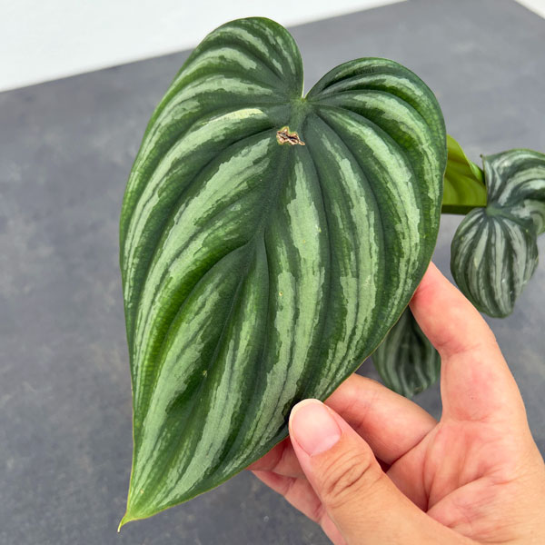 フィロデンドロン：プロウマニー　ウォーターメロン　2.5号ポット