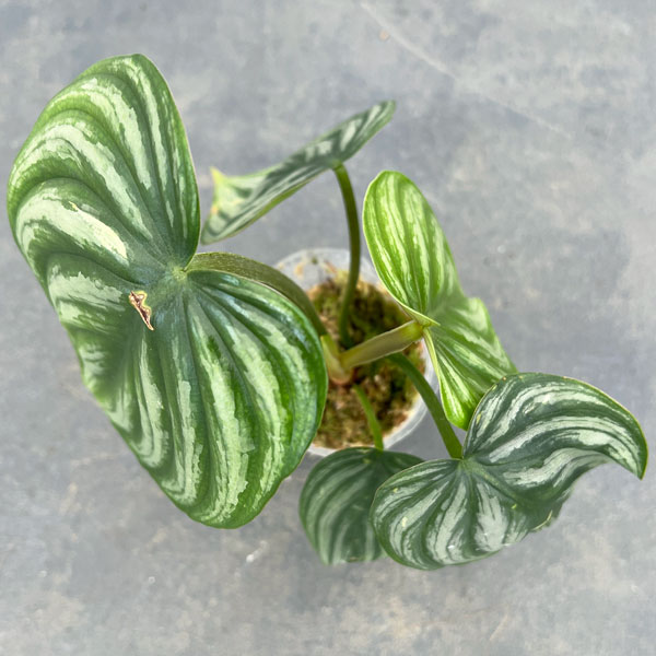 フィロデンドロン：プロウマニー　ウォーターメロン　2.5号ポット