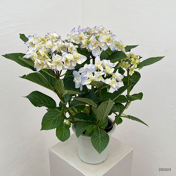 アジサイ：バロニー（ブルー）5号鉢植え