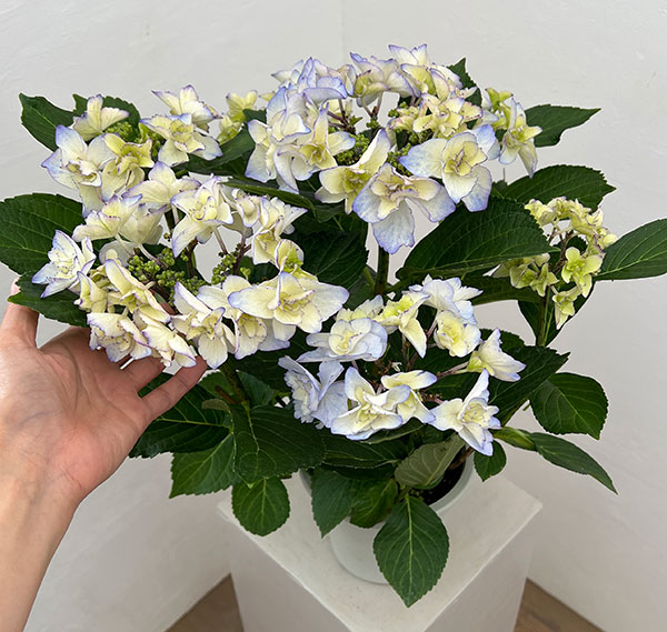 アジサイ：バロニー（ブルー）5号鉢植え