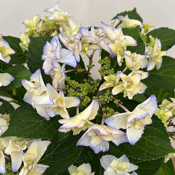 (わけあり特価)アジサイ:バロニー(ブルー)5号鉢植え