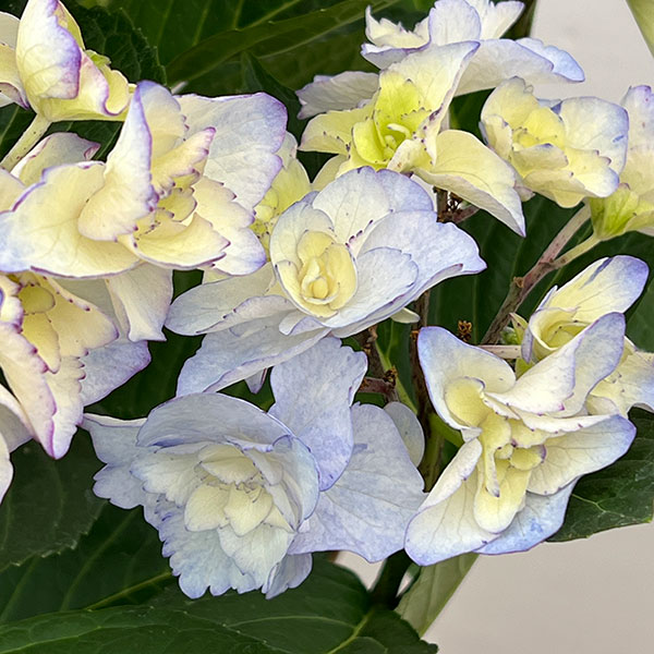 (わけあり特価)アジサイ:バロニー(ブルー)5号鉢植え