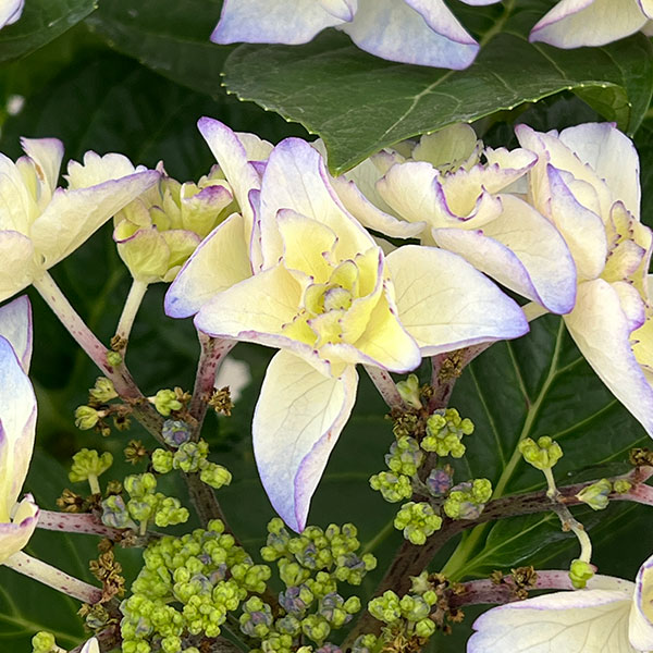 (わけあり特価)アジサイ:バロニー(ブルー)5号鉢植え