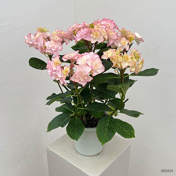 アジサイ：バロニー（ピンク）5号鉢植え