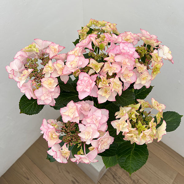 アジサイ：バロニー（ピンク）5号鉢植え