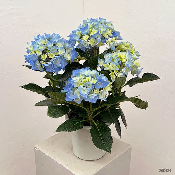 アジサイ：ペルル（ブルー）5号鉢植え