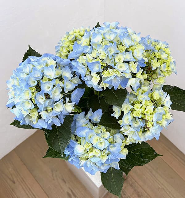 アジサイ：ペルル（ブルー）5号鉢植え