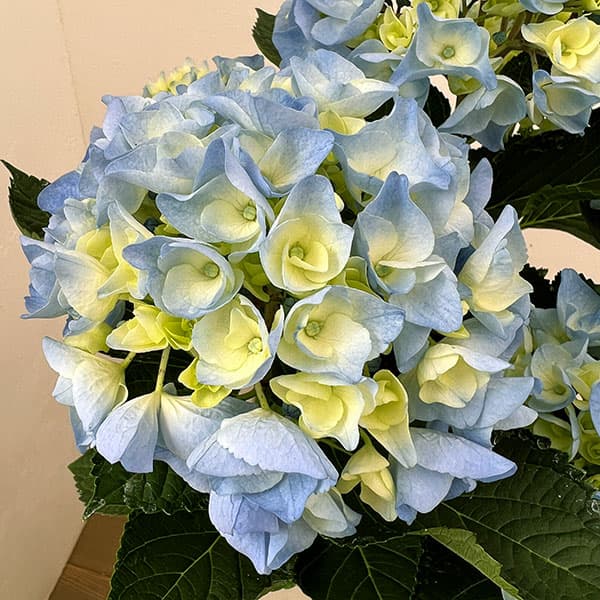 アジサイ:ペルル(ブルー)5号鉢植え