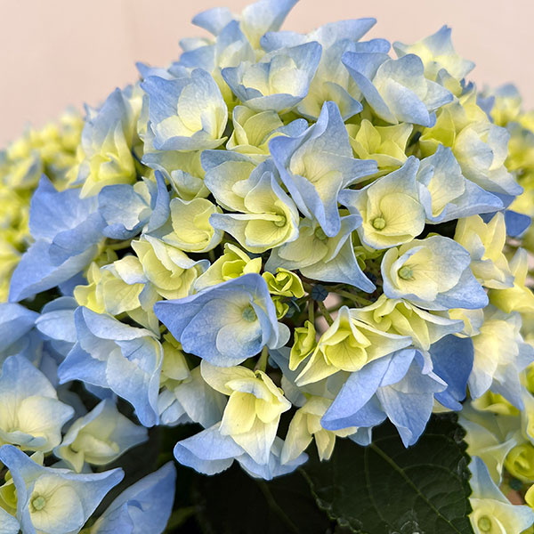 アジサイ:ペルル(ブルー)5号鉢植え