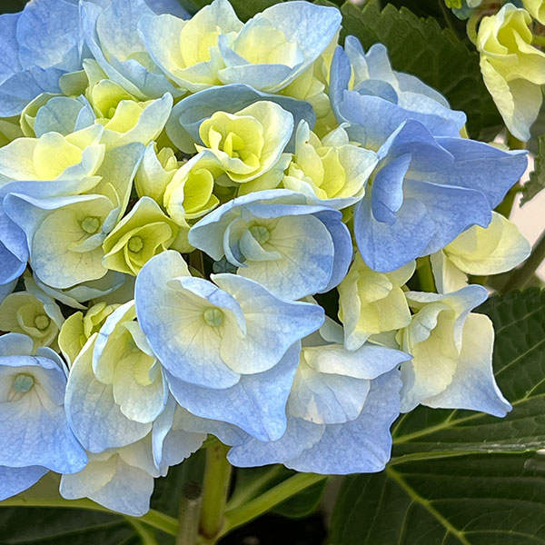 アジサイ:ペルル(ブルー)5号鉢植え