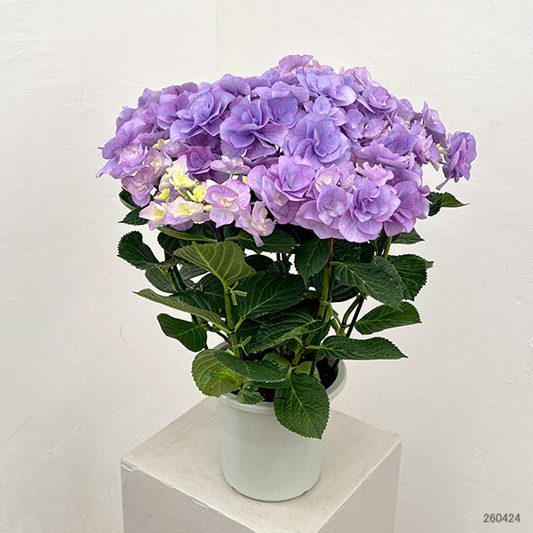 アジサイ：クレア（ブルー）5号鉢植え