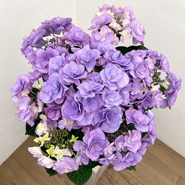 アジサイ：クレア（ブルー）5号鉢植え