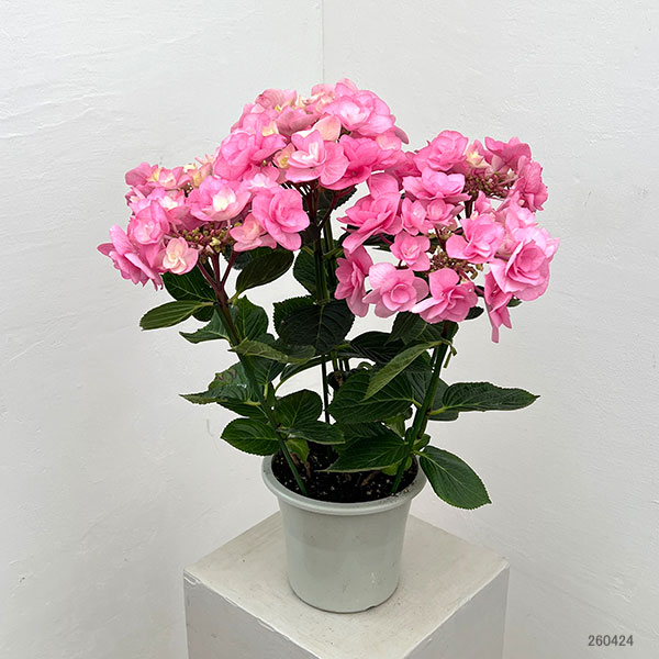 アジサイ：クレア（ピンク）5号鉢植え