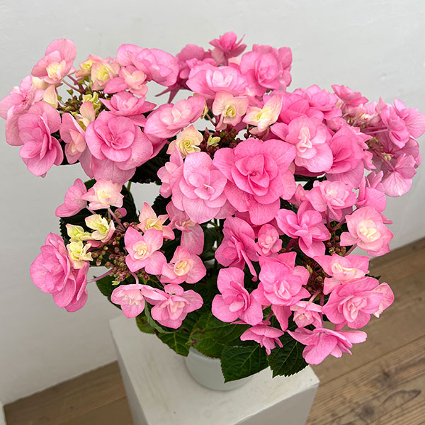 アジサイ：クレア（ピンク）5号鉢植え