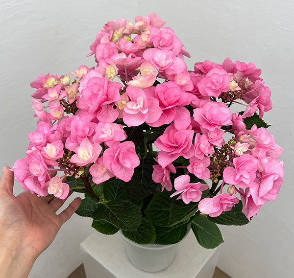アジサイ：クレア（ピンク）5号鉢植え