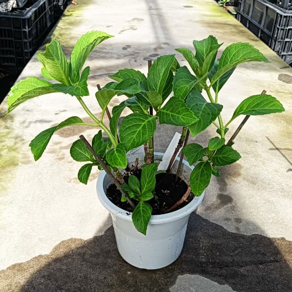 アジサイ：星のかけら（ピンク）5号鉢植え
