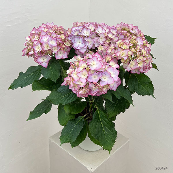 アジサイ：ポメロ（ブルー）5号鉢植え