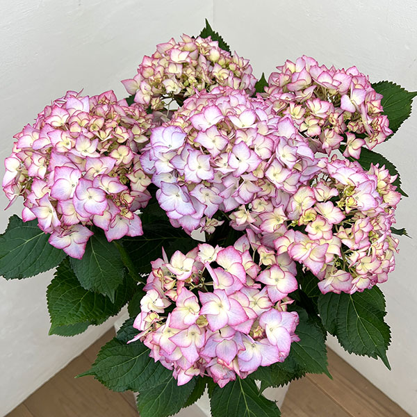 アジサイ：ポメロ（ブルー）5号鉢植え