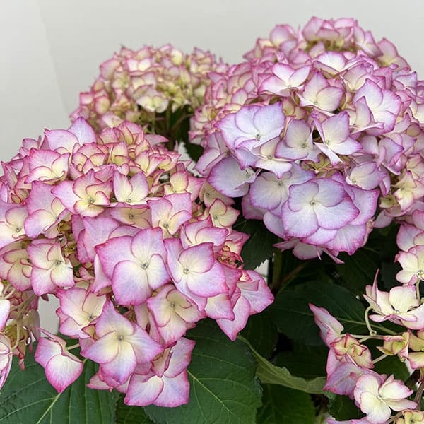 (わけあり特価)アジサイ:ポメロ(ブルー)5号鉢植え