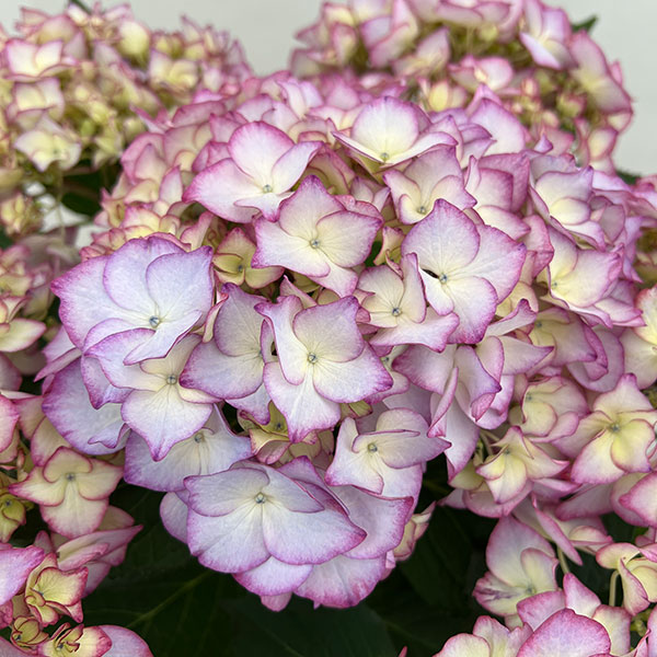 (わけあり特価)アジサイ:ポメロ(ブルー)5号鉢植え
