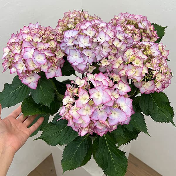 (わけあり特価)アジサイ:ポメロ(ブルー)5号鉢植え