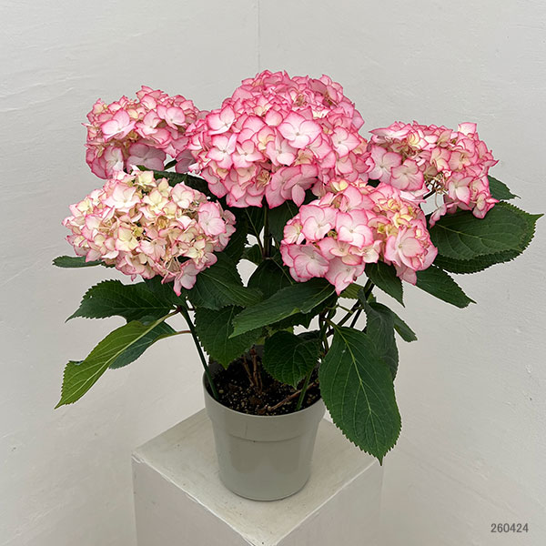 アジサイ：ポメロ（ピンク）5号鉢植え