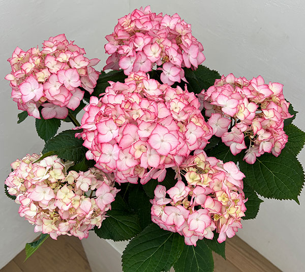 アジサイ：ポメロ（ピンク）5号鉢植え