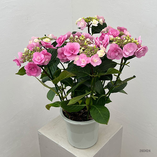 アジサイ：リリールー（ピンク）5号鉢植え