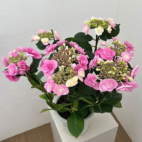 アジサイ：リリールー（ピンク）5号鉢植え