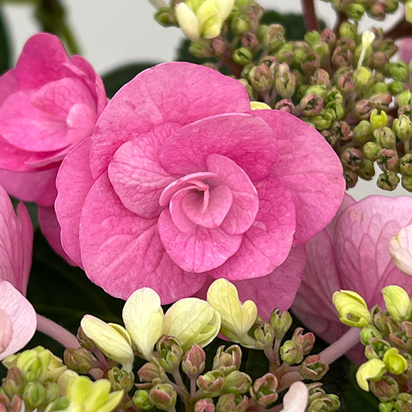 アジサイ：リリールー（ピンク）5号鉢植え