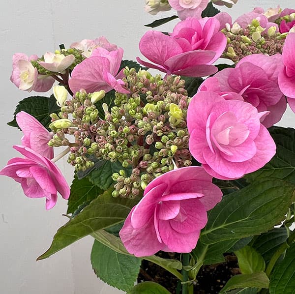 アジサイ:リリールー(ピンク)5号鉢植え