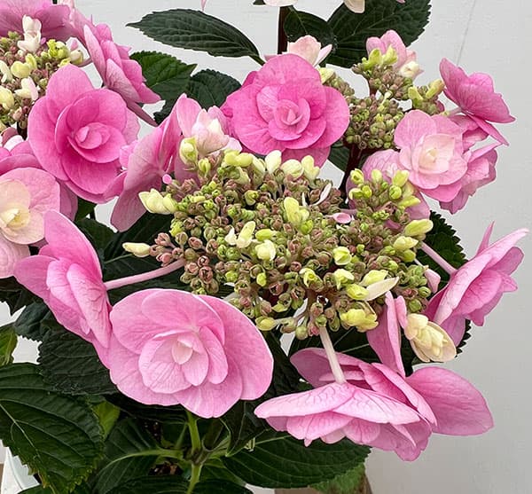 アジサイ:リリールー(ピンク)5号鉢植え