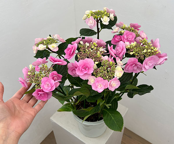アジサイ:リリールー(ピンク)5号鉢植え
