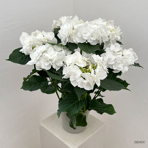 アジサイ：エレスノ（ホワイト）5号鉢植え