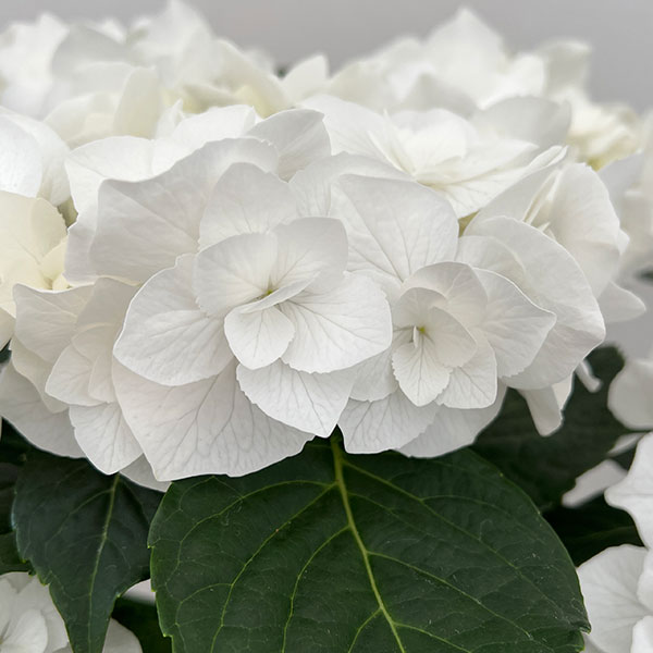 アジサイ：エレスノ（ホワイト）5号鉢植え