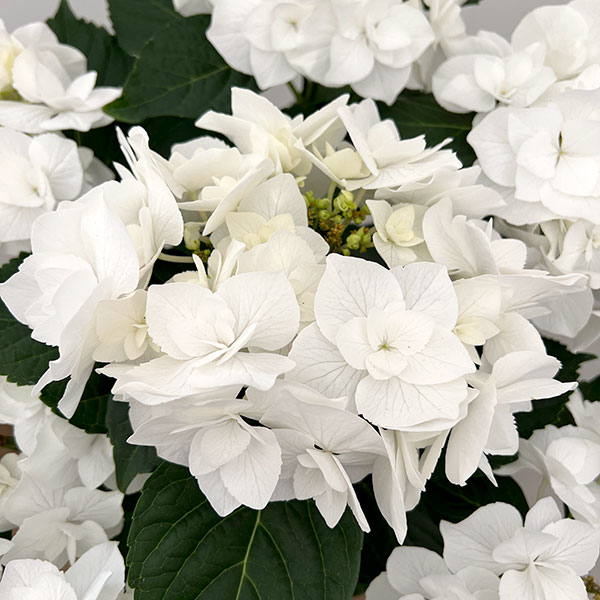 園芸ネット本店｜アジサイ：エレスノ（ホワイト）5号鉢植え の通販【公式】
