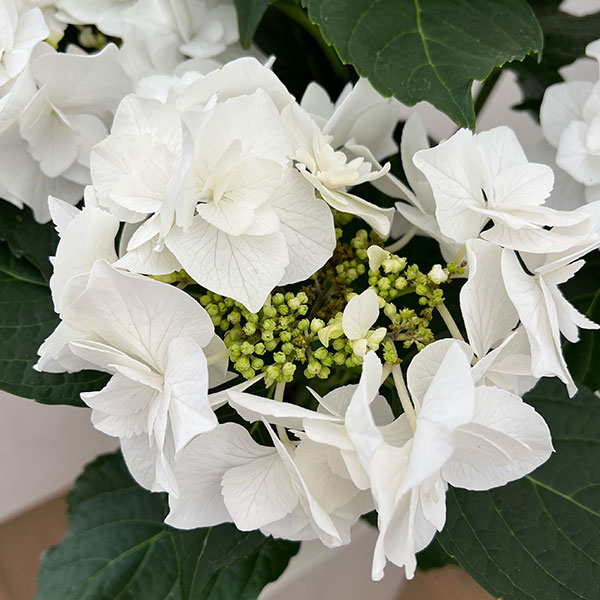 園芸ネット本店｜アジサイ：エレスノ（ホワイト）5号鉢植え の通販【公式】