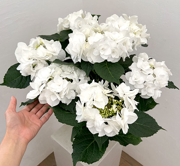 園芸ネット本店｜アジサイ：エレスノ（ホワイト）5号鉢植え の通販【公式】