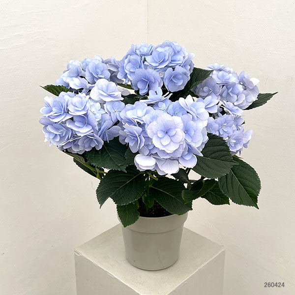 アジサイ：ノーブリア（ブルー）5号鉢植え