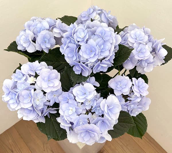 アジサイ：ノーブリア（ブルー）5号鉢植え