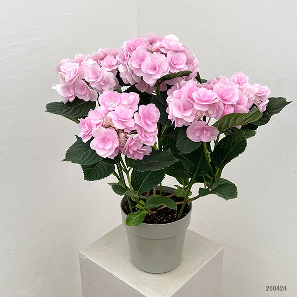 アジサイ：ノーブリア（ピンク）5号鉢植え