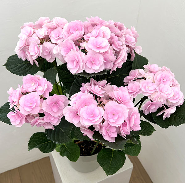 アジサイ：ノーブリア（ピンク）5号鉢植え