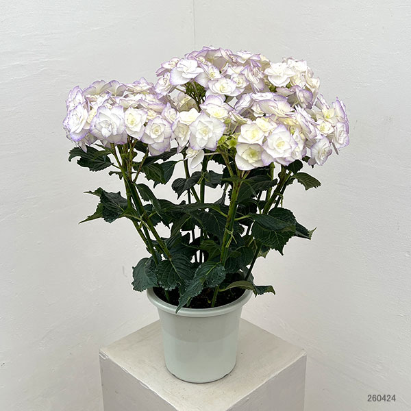 アジサイ：光雲（ブルー）5号鉢植え