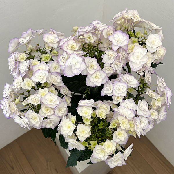 アジサイ：光雲（ブルー）5号鉢植え