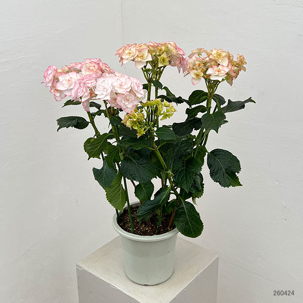 アジサイ：光雲（ピンク）5号鉢植え